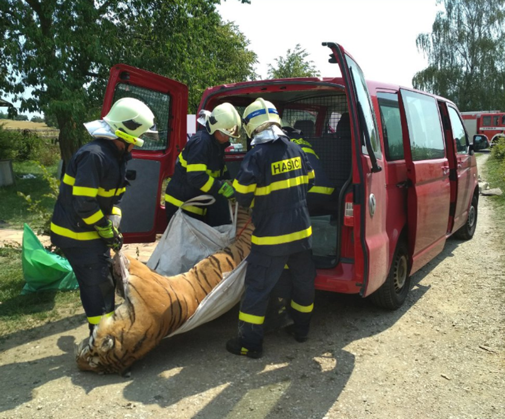 Razia v Prahe proti nelegálnemu obchodovaniu s tigrami