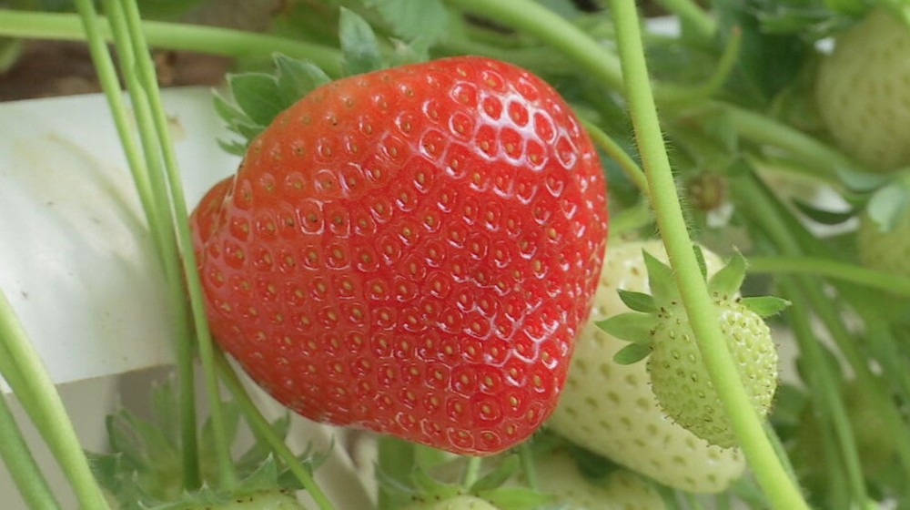 jahody il ovocie (4)