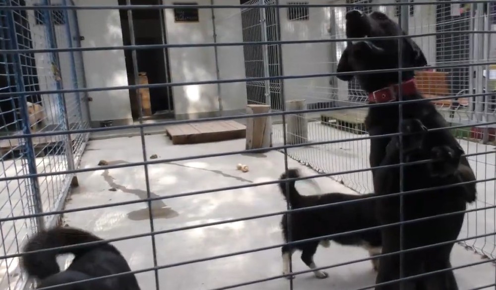 pes il psy v osade (7)