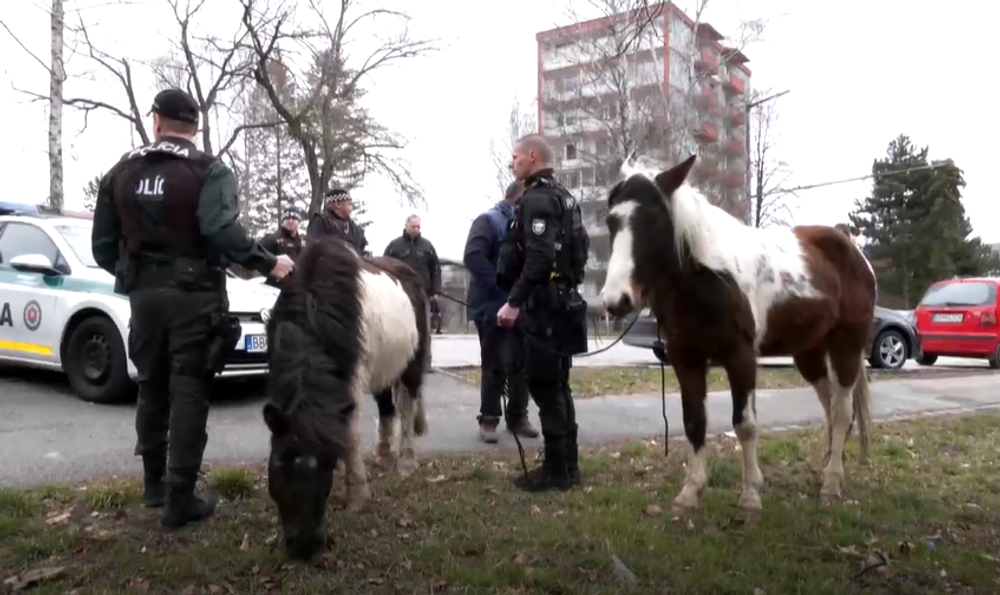 Koník a poník na sídlisku