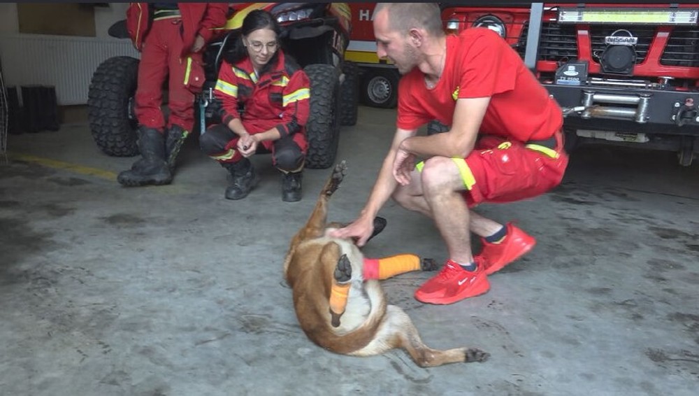 Záchranársky pes Quido potrebuje pomoc (8)