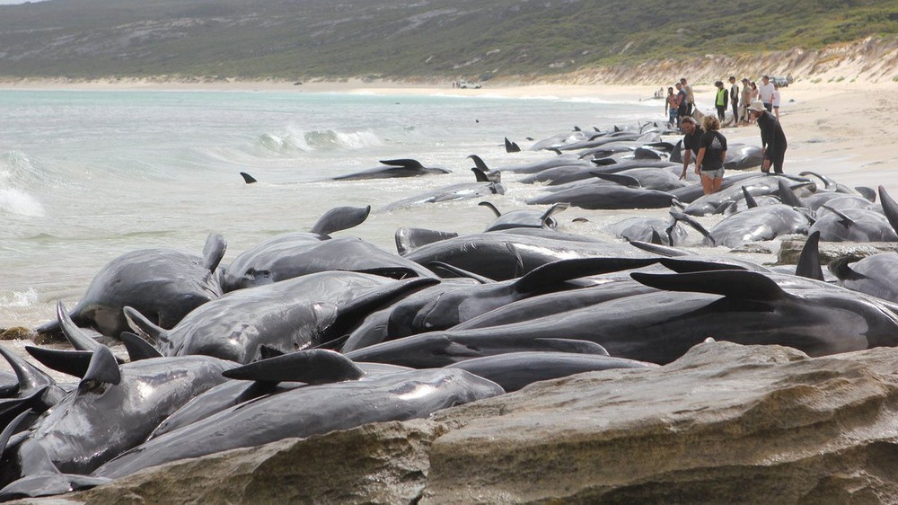 Veľryby vyplavené na pláž 
