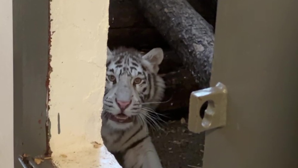 [multi] 042424KNF 86