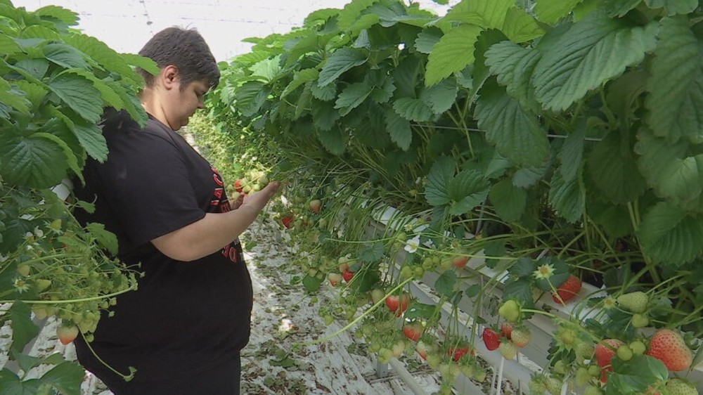 jahodový skleník (6)