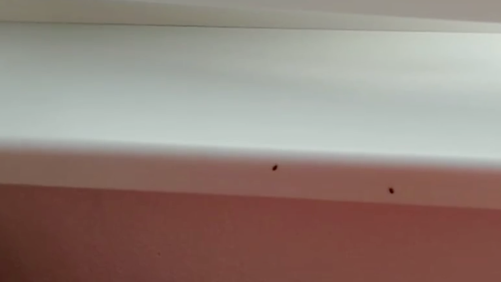 Bzdochy trápia ľudí v Šali