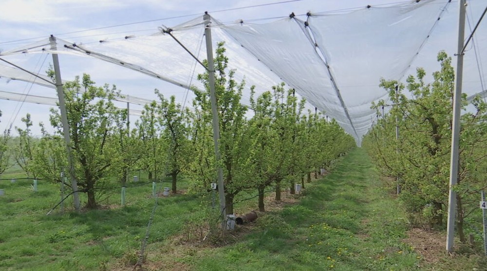 teplotne rekordy pocasie kvety (6)