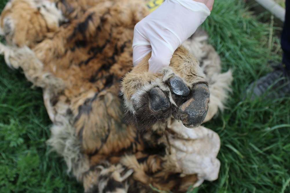 Razia v Prahe proti nelegálnemu obchodovaniu s tigrami