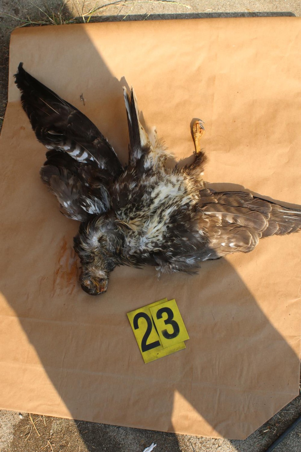 Razia v Prahe proti nelegálnemu obchodovaniu s tigrami