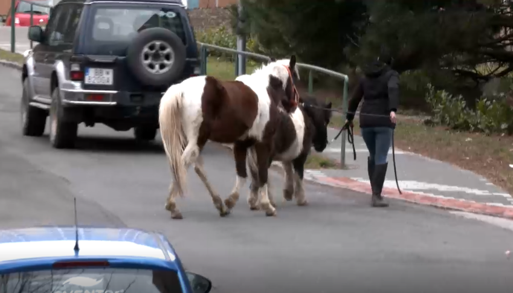 Koník a poník na sídlisku