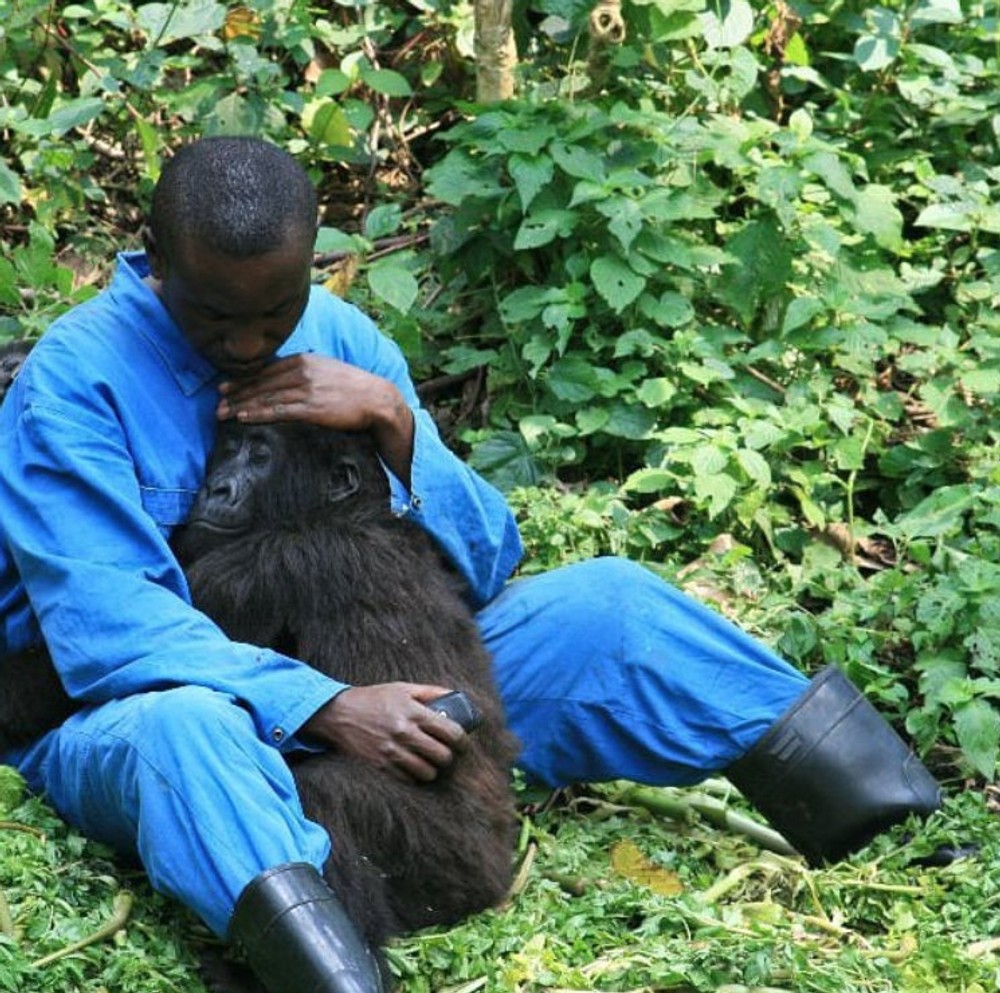 Andre Bauma sa celý život venuje ochrane goríl. FB Virunga National Park