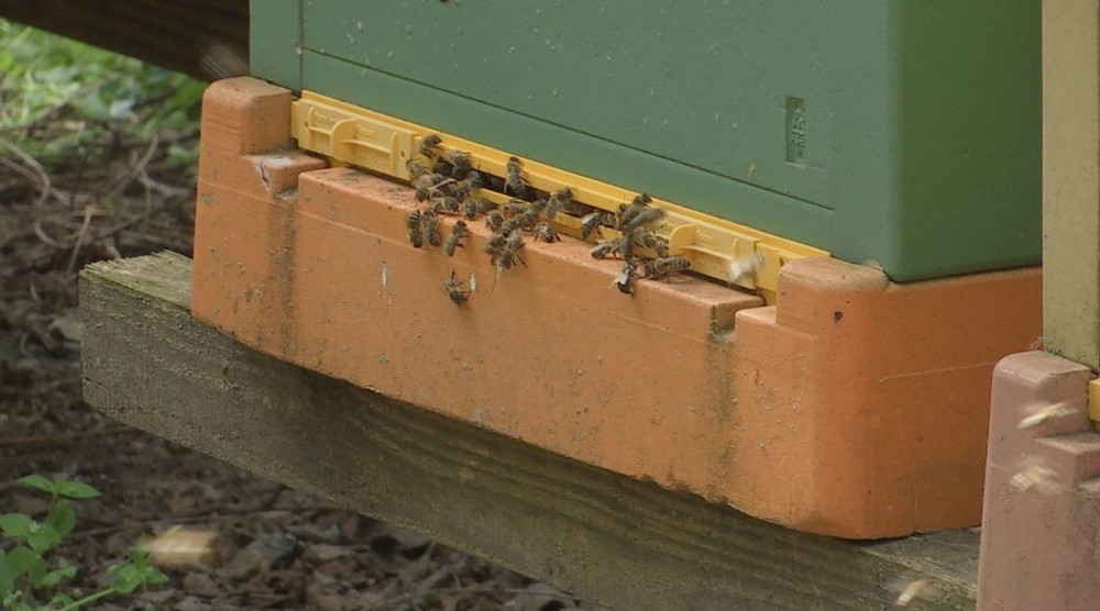 teplotne rekordy pocasie kvety (7)