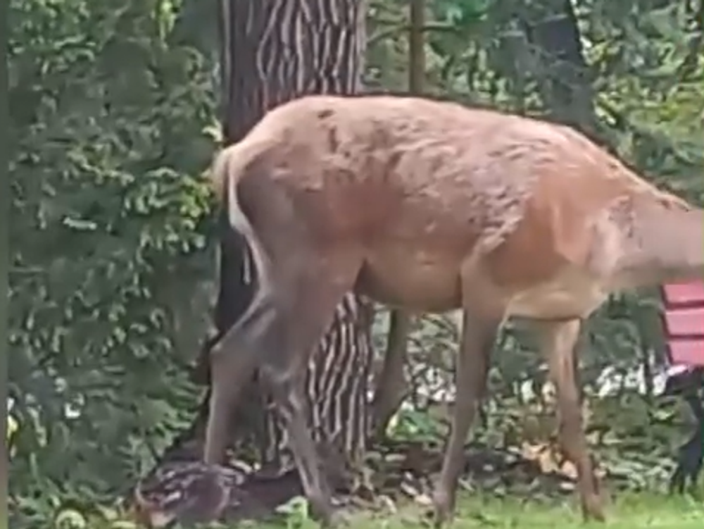 Screenshot 2024-05-17 092350