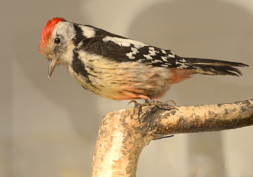 03_07_2014_Krasy_Krasu_Kosice_09165145