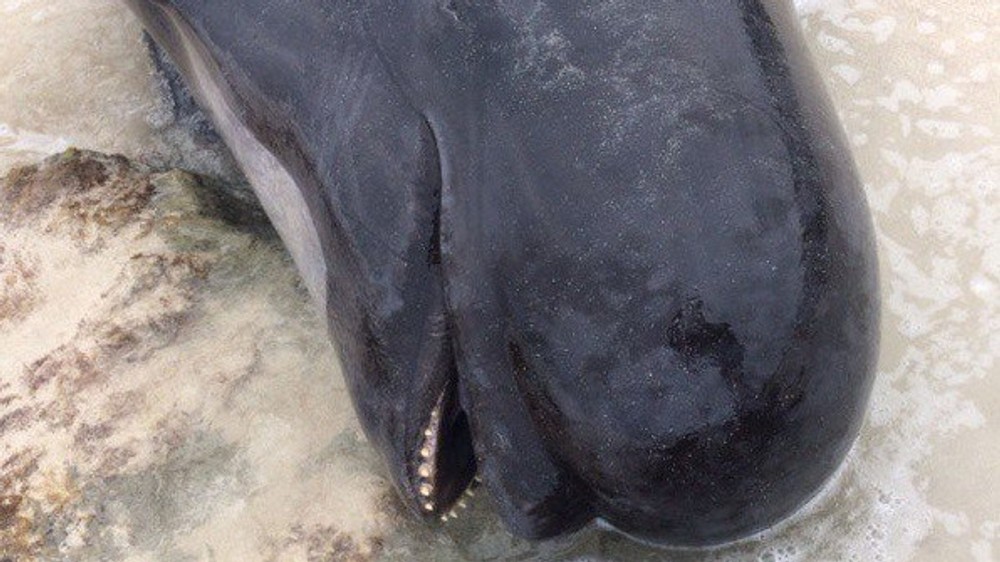 Viac ako polovica veľrýb uhynula 