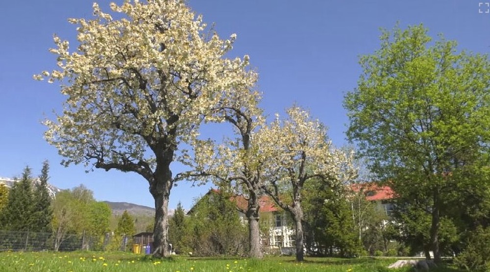 čerešňa prvý máj (4)