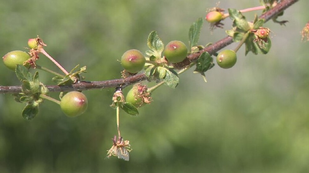čerešňa prvý máj (5)