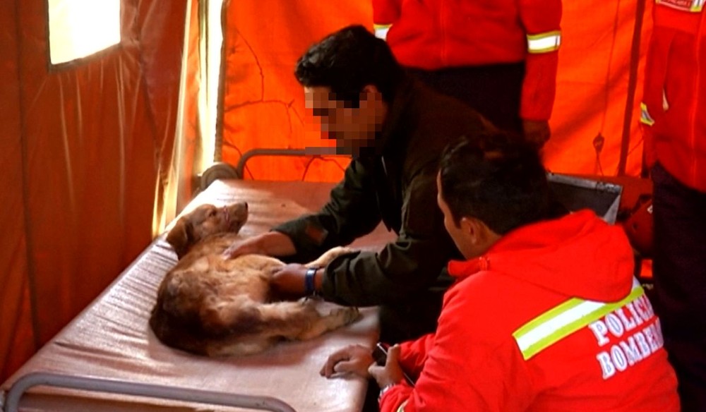 Z ruín domu zachránili psíka