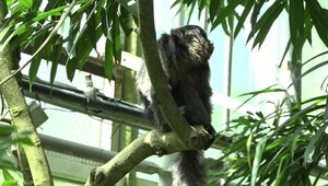 V ZOO Zlín ponúkala žena opici čokoládu, zvieratá môžu byť otrávené