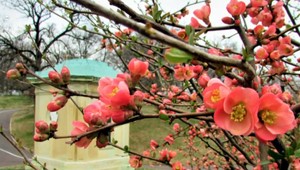 Stromy pučia a kvety kvitnú. Bratislavčanov do prírody vytiahlo veľkonočné slnko