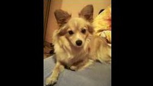 V Malackách sa stratil psík. Odmena 150 eur!