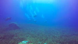 Do mora spustili mŕtvu kravu: To, čo prišlo, vedcov šokovalo