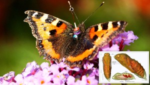 Röntgenový pohľad. Takto sa vyvíja motýľ