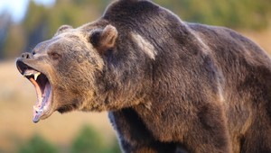 Medveď grizly napadol školákov počas výletu a zranil 11 ľudí