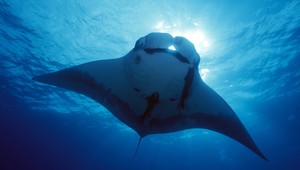 Na spoznávanie indonézskeho raja treba aj poriadny kus odvahy