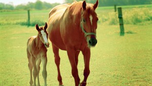 Hľadá sa konské mäso. Nelegálne nájdete, legálne nie