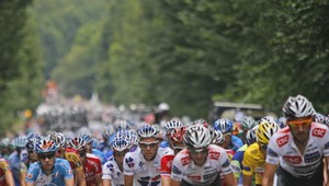 Velits postupuje, Sastre žltý