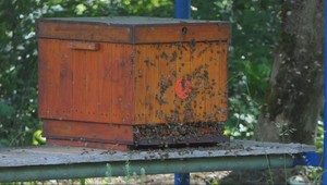 Medveď vyčíňal pri Žiline: Včelárovi zničil úle, hrozí kontakt s ľuďmi