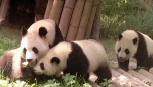 Pandie mláďatá sa učia: Čo s jablkom alebo so súrodencom?