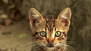 Záhradkári zo Zvolena: Zabíjajú mačky... mimoriadne kruto!