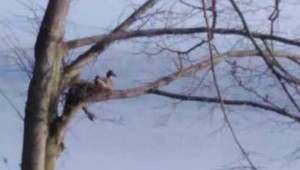 Nezvyčajné ubytovanie kačky. Zahniezdila sa vo výškach stromov