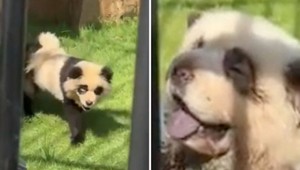 Pandy, ktoré štekajú. Návštevníci ZOO odhalili pravdu o zvieratách vo výbehu