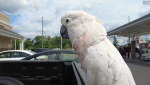 Dôchodca chodí na kávu iba s najlepším priateľom. Nejde však o bežného spoločníka