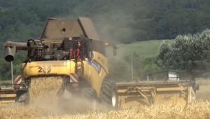 Víkendové dažde skončili žatvu: Budeme mať dosť obilia?