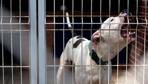 Ľudmila (53) bránila svojho psa, skončila v nemocnici