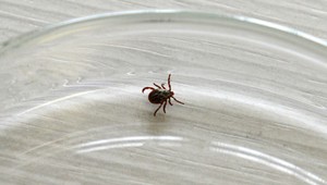 Veterinári bijú na poplach: V dvoch chovoch odhalili vírus kliešťovej encefalitídy