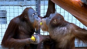 V Bratislave utiekli z pavilónu opíc dva orangutany