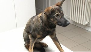 Nechutné! Mučili šteniatko, zasiahli policajti