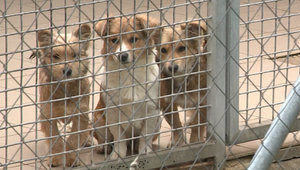 Živý darček pod stromčekom? Útulky varujú pred unáhlenými rozhodnutiami