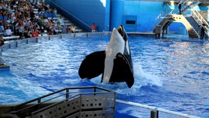 Dráma v bazéne, kosatka zranila trénera