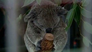 Austrália vyčlenila desiatky miliónov dolárov na odstraňovanie škôd po masívnych požiaroch