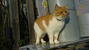 Stratil sa miláčik rodiny, kocúr Miňo. Pomôžte ho nájsť