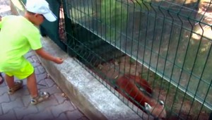 Ľudia ignorujú zákaz kŕmiť zvieratá v ZOO. Tie potom hynú