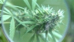 Pravidelní užívatelia marihuany potrebujú viac anestetík pri uspávaní na operačnom stole