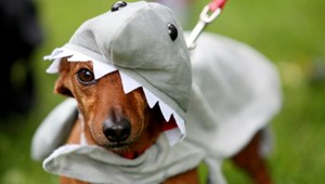 Policajti dolapili tyrana. Z mosta vyhodil psíka