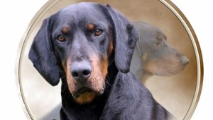 V Hrabove sa stratil Slovenský kopov Sírius, nevideli ste ho?