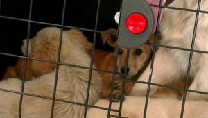 Pribúdajú vyhodené psy a peniaze nie sú: Na Zemplíne zachraňovala veterinárka psiu rodinu